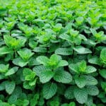 Green,Mint,Plant,In,Growth,At,Vegetable,Garden