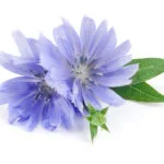 Chicory,Flower,With,Leaf,Isolated,On,White,Background,Macro