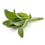 Sage,Herb,Leaves,Bouquet,Isolated,On,White,Background,Cutout.
