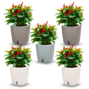 Smart Garden Aurelia Classic bundle 4+1 - Color mix