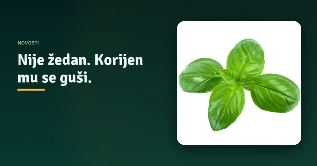 Grančica bosiljka na tamnozelenoj podlozi s naslovom „Nije žedan. Korijen mu se guši."