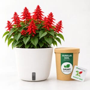 Aurelia i plamena kadulja