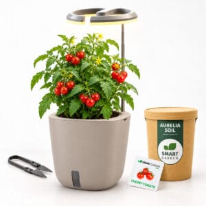 AURELIA Pro paket – Cherry rajčica
