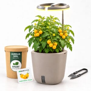 AURELIA Pro paket – Žuta cherry rajčica